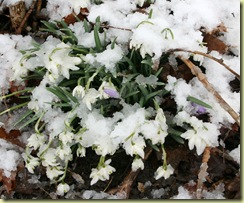 snowdrops_eranthis_snowx1200