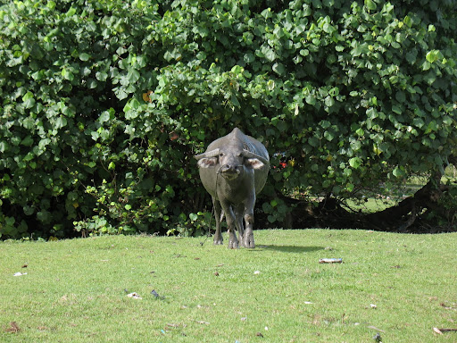 buffel