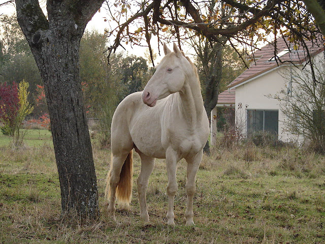 DSC02227.JPG