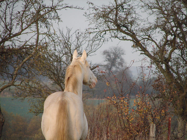 DSC02263.JPG