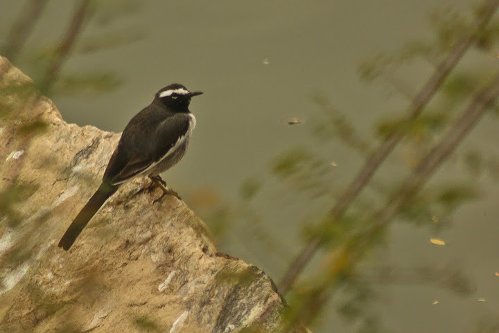 Pied WagTail Pied WagTail
