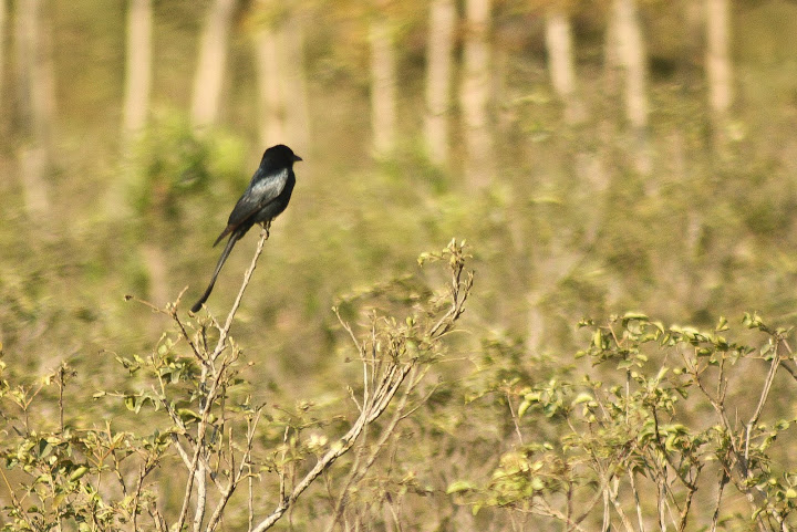 Black Drongo
