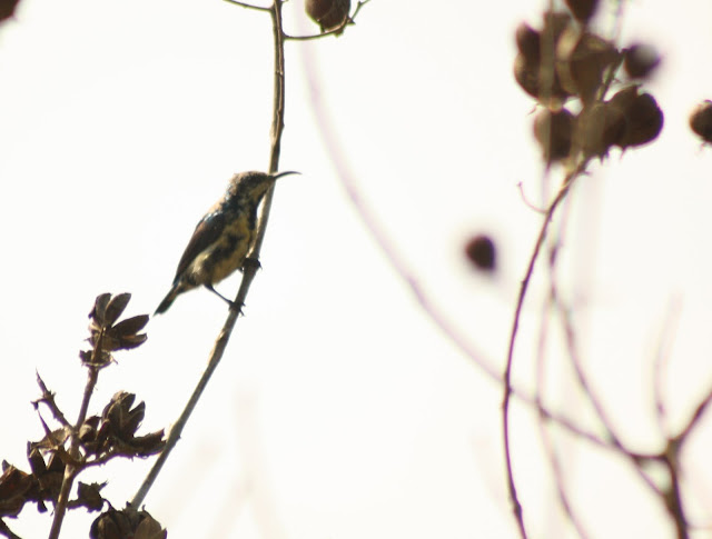 Purple Sunbird - Breeding