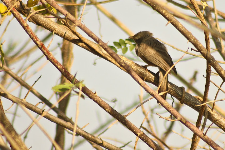 Yellow Billed Babbler