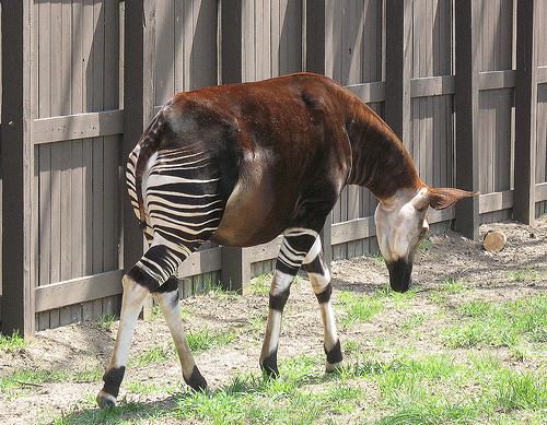 It's a Zebra Horse. Literally.