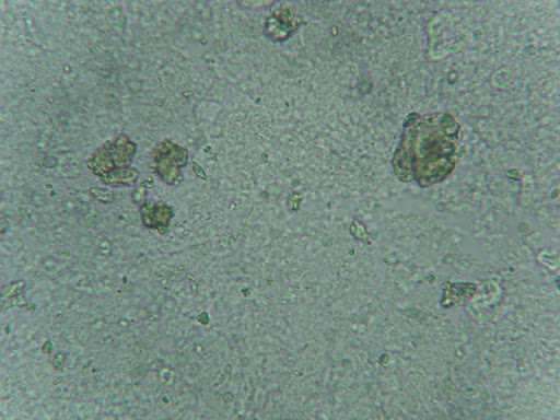 Paramecium+400x
