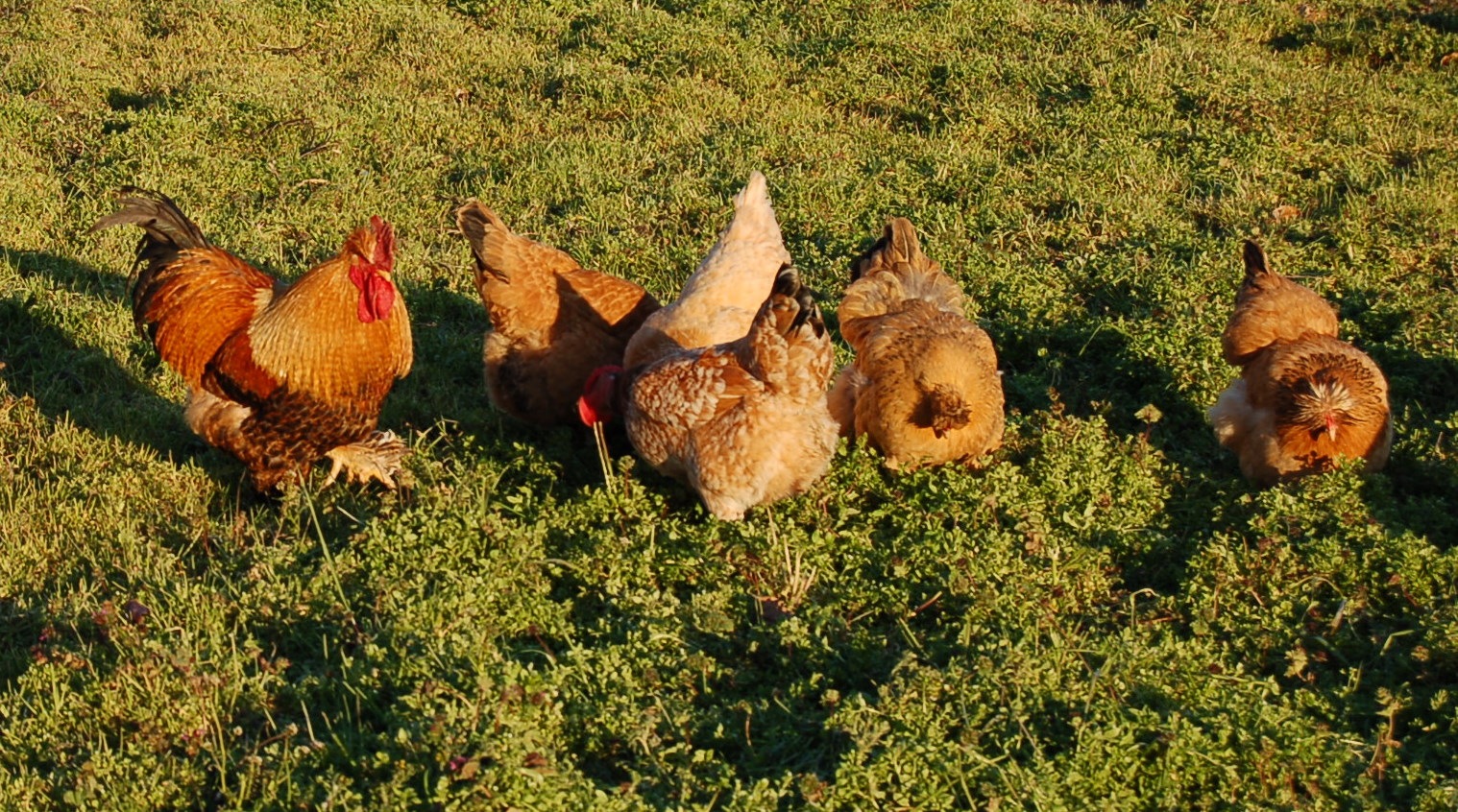 [As galinhas da Curina[4].jpg]