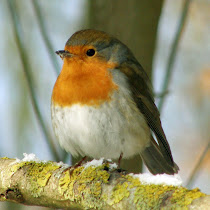 Biodiversity in Belgium