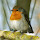 Biodiversity in Belgium