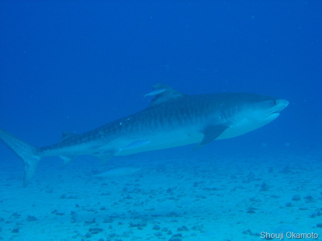 [Hawaii Tiger Shark Shouji2[9].jpg]