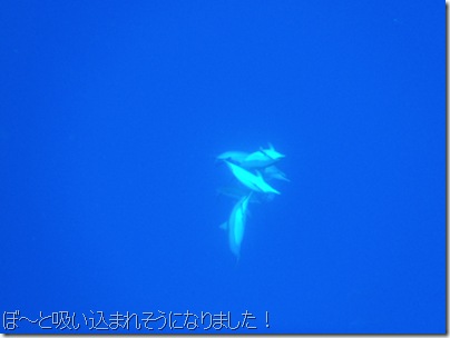 イルカと泳ぐ・ハワイ島コナ