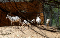 _DSC0122.JPG