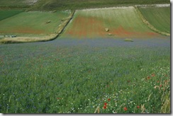 Castelluccio 1