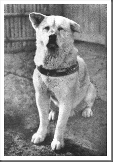 hachiko1