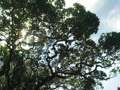 තුරු මුදුනක්