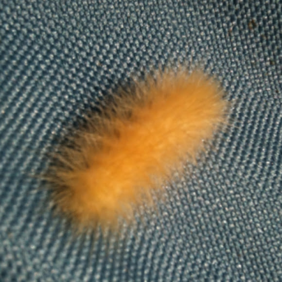 Spotting Image 1