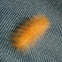 Yellow Wooly Bear catterpillar