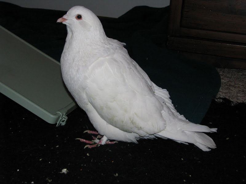 White King Pigeon PigeonTalk