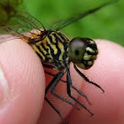 Green Marsh Hawk