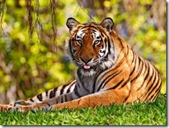 tigre-de-bengala5 tigre-de-bengala5