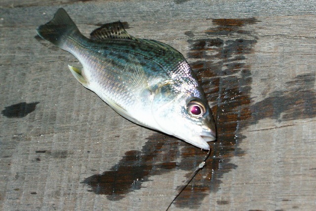 [Fish13.jpg]