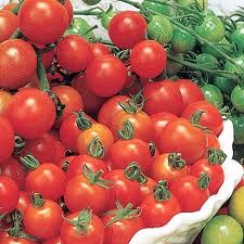 [tomatoes 02[4].jpg]