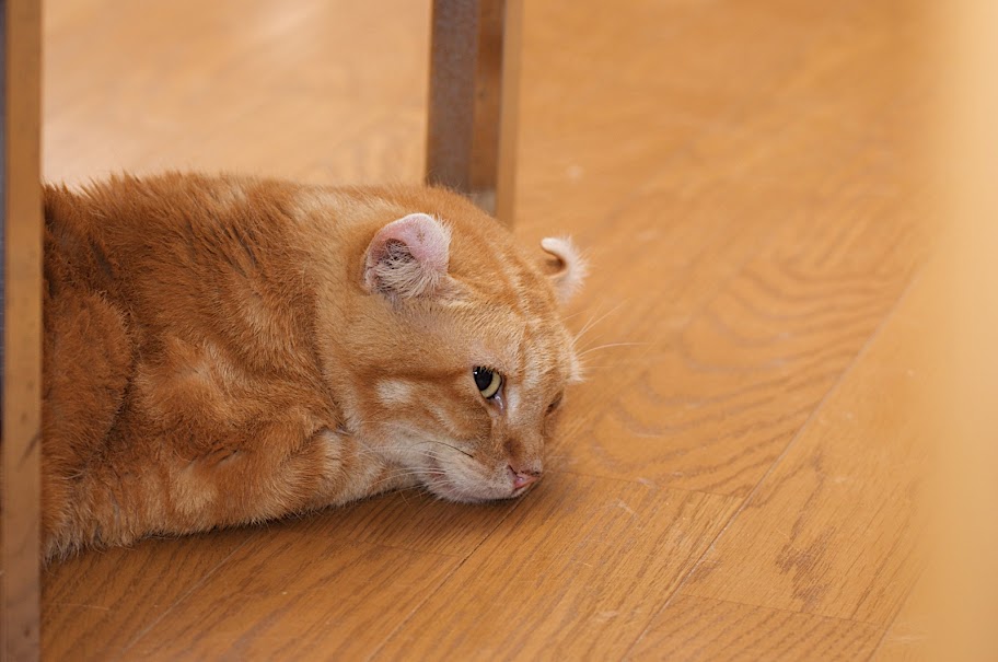 クリックで大きな写真 クリックで大きな写真