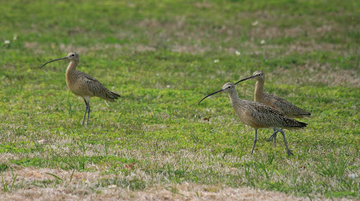curlew