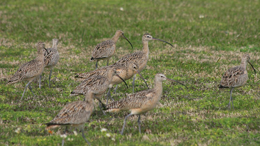 curlew