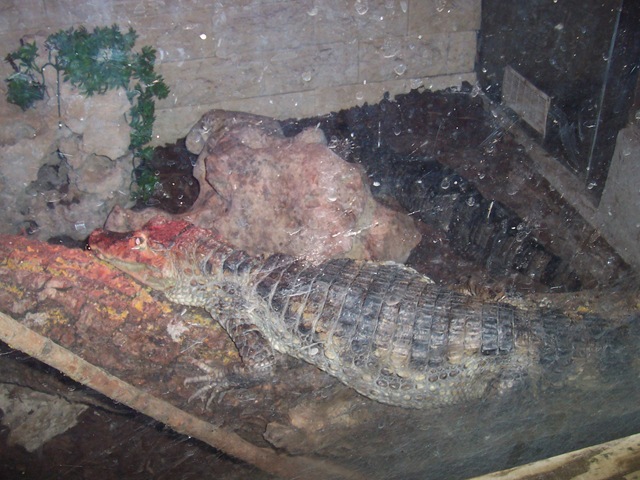 [2010.09.04-006 crocodile dans le vivarium[2].jpg]