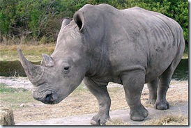 rhinocéros blanc du Sud