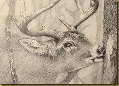 deer 2