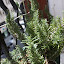 Rosemary
