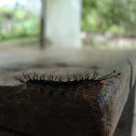 Caterpillar