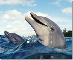 golfinhos 1