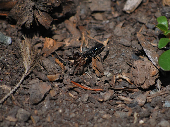 Spotting Image 1