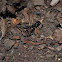 Spider Wasp