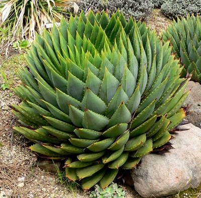 Aloe_polyphylla_2 Aloe_polyphylla_2