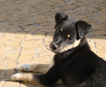 Lola2