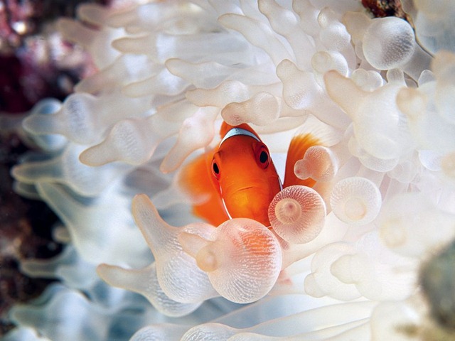 [clownfish-bubble-tipped-anemone_18732_990x742[4].jpg]