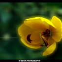 Sophera Senna