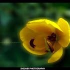 Sophera Senna