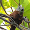 Variegated squirrel