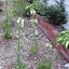 Obedient plant - 'Alba'