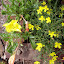 Evening Primrose 'Lemon Drop'
