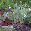 Gaura lindheimeri 'Corrie's Gold'