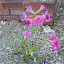 Incarvillea delavayi - Hardy Gloxinia