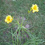 Hemerocallis - Daylily 'Stella D'Oro'