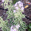 Phlox paniculata (Garden Phlox) 'Norah Leigh'