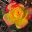Rose (Miniature Rose) 'Rainbow's End'
